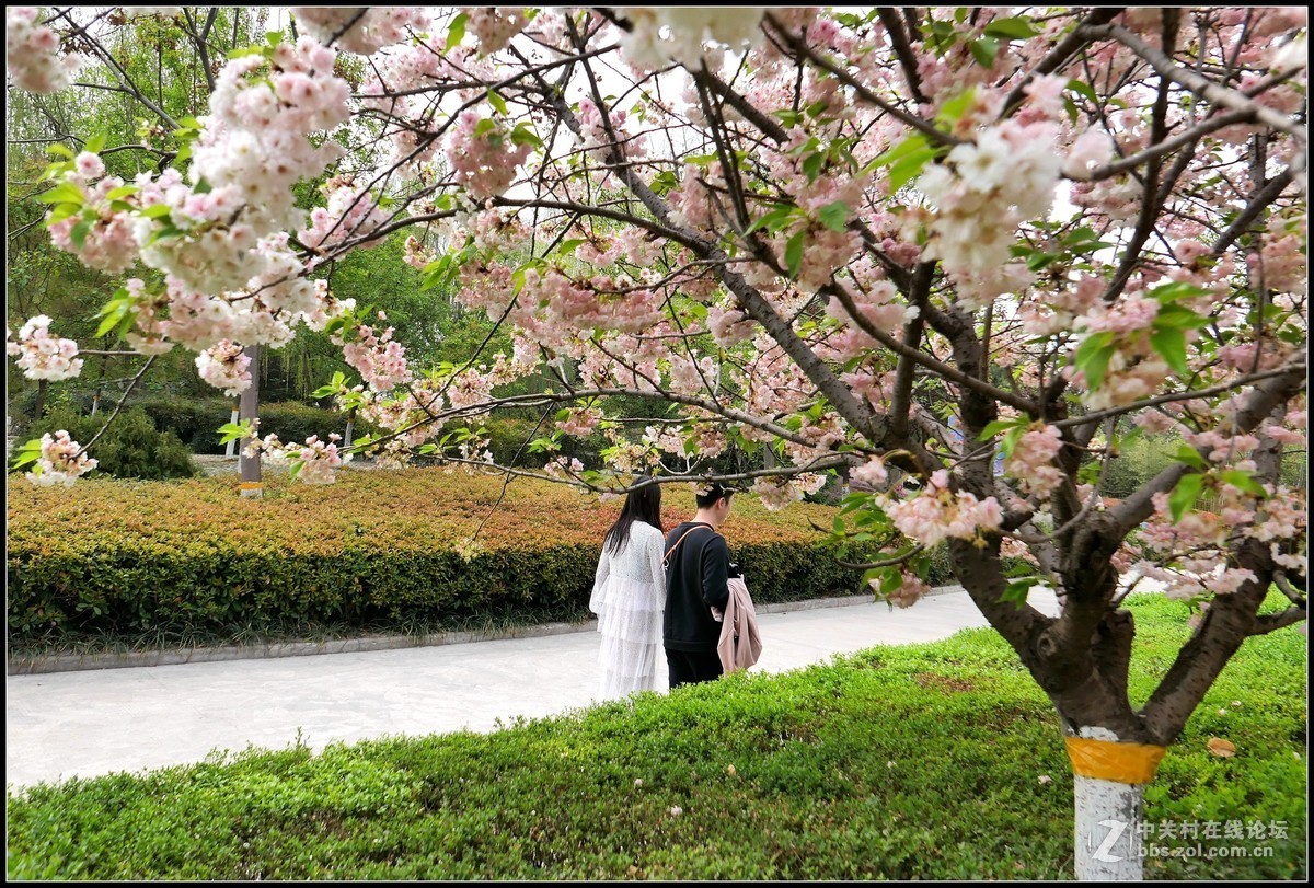 樱花渐谢牡丹开，国色天香惹人爱