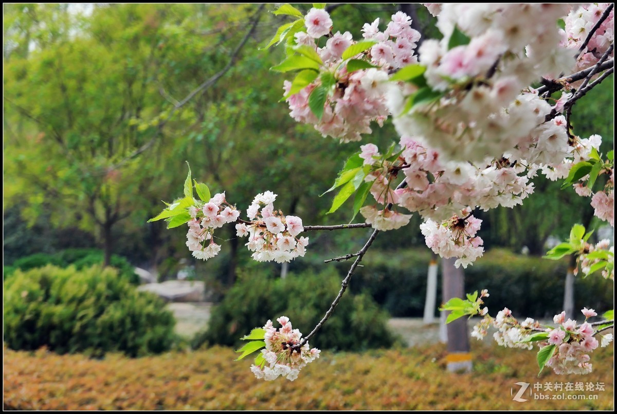 樱花渐谢牡丹开，国色天香惹人爱