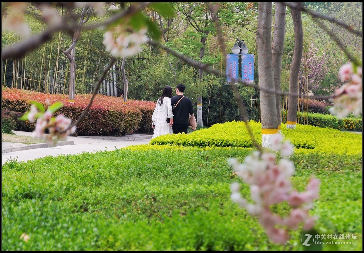 樱花渐谢牡丹开，国色天香惹人爱