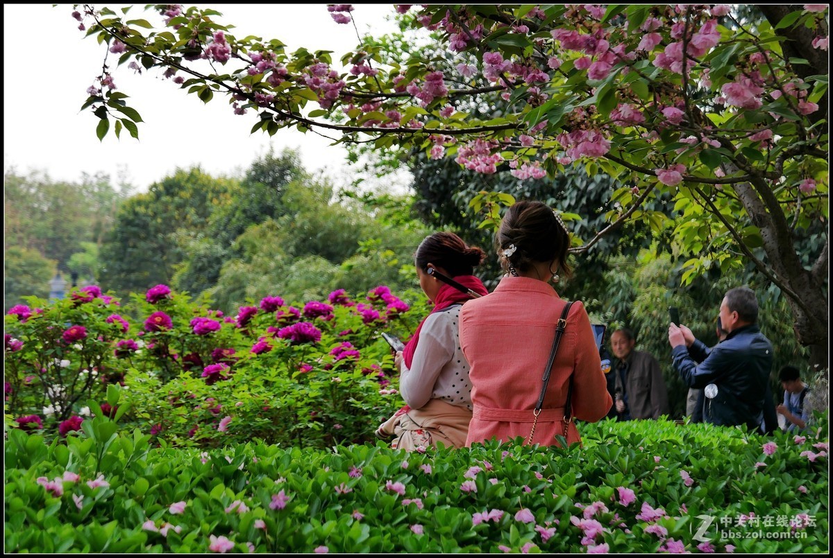 樱花渐谢牡丹开，国色天香惹人爱