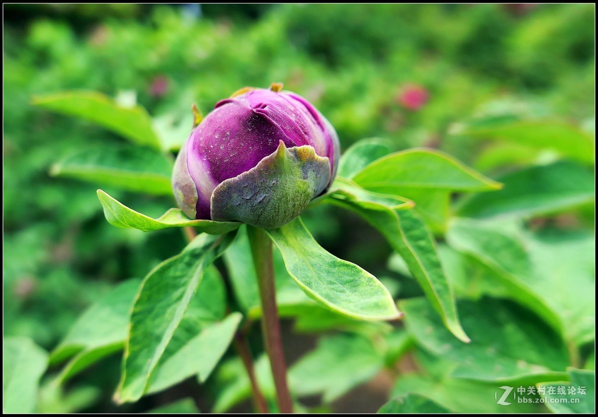 樱花渐谢牡丹开，国色天香惹人爱