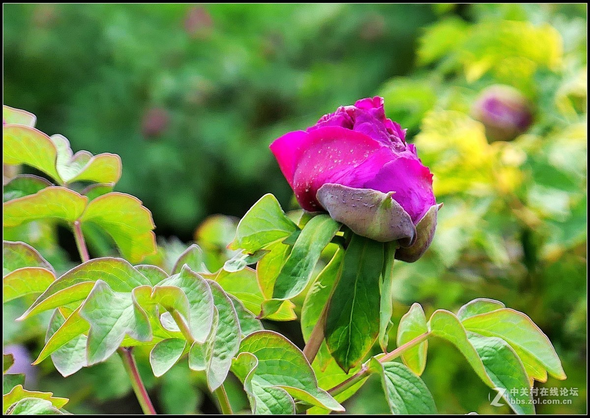 樱花渐谢牡丹开，国色天香惹人爱