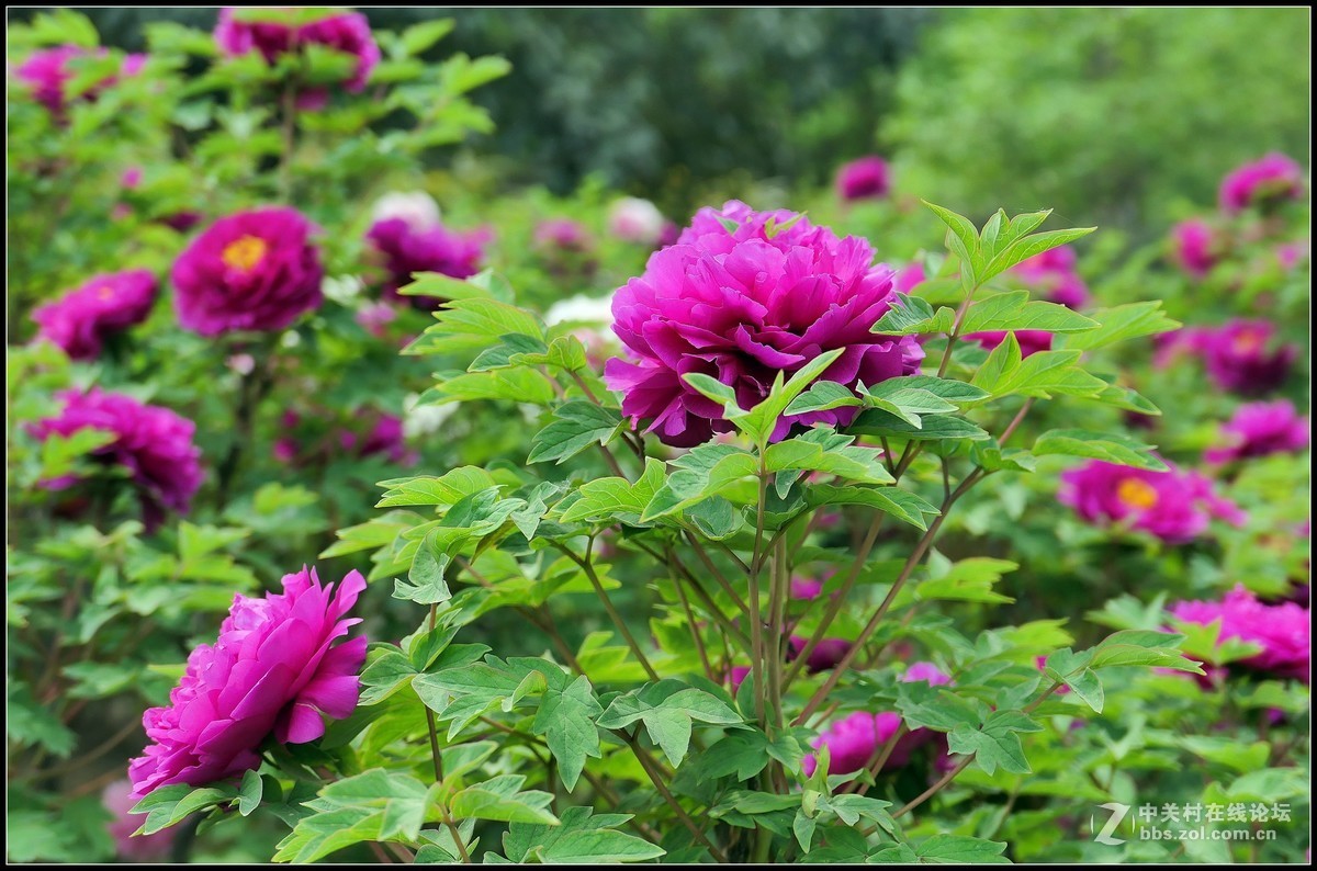 樱花渐谢牡丹开，国色天香惹人爱