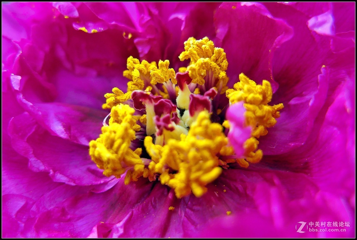 樱花渐谢牡丹开，国色天香惹人爱