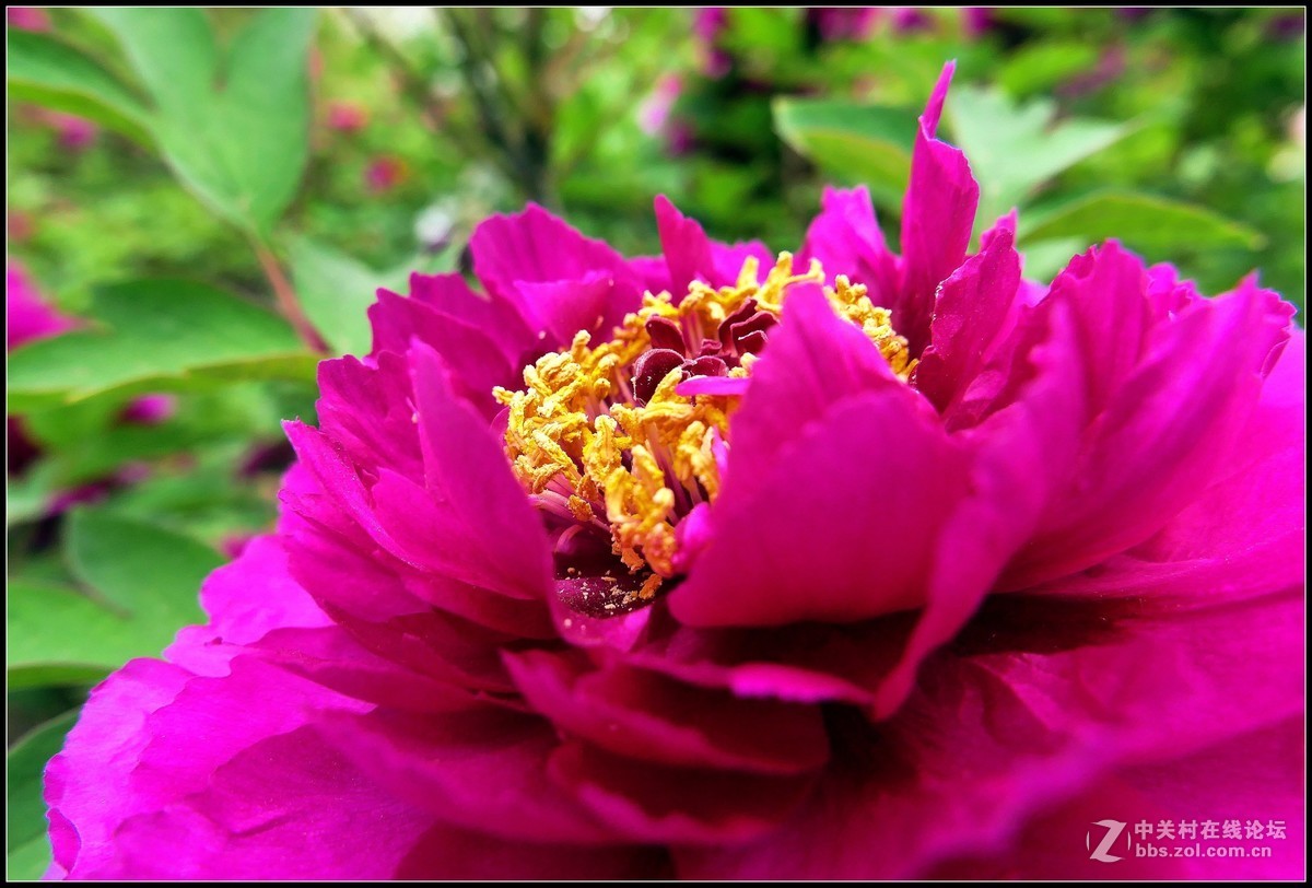 樱花渐谢牡丹开，国色天香惹人爱