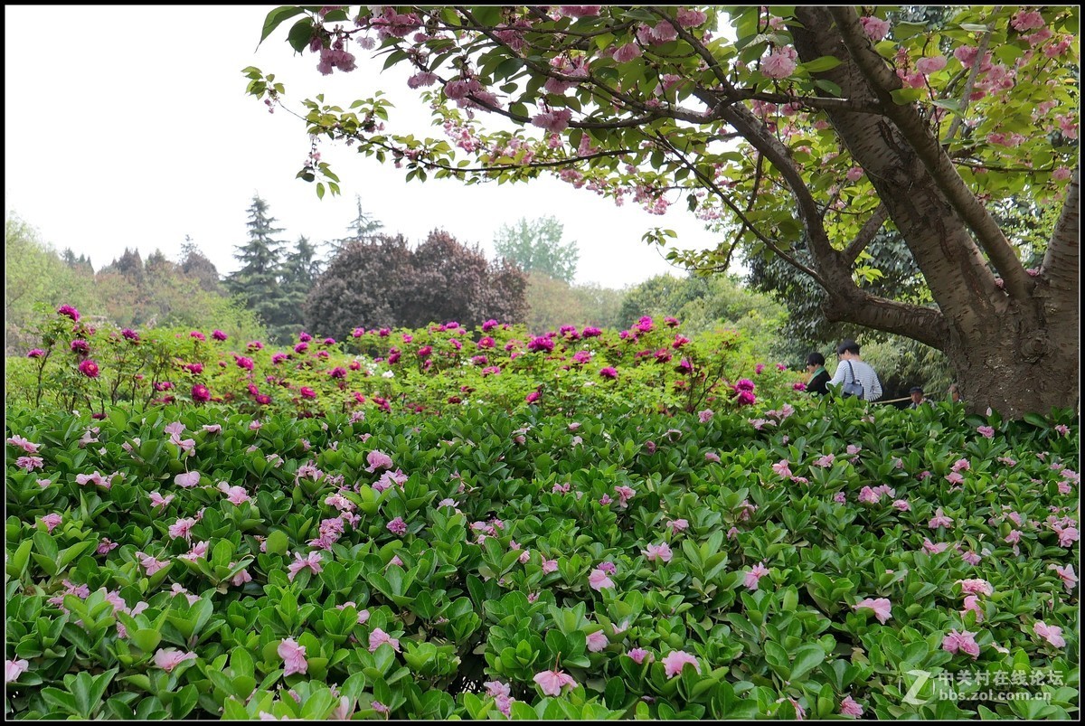樱花渐谢牡丹开，国色天香惹人爱
