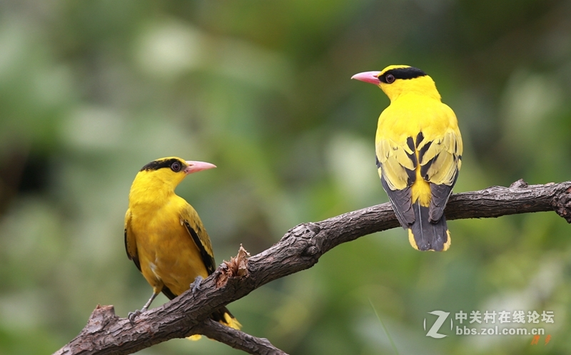 两个黄鹂鸣翠柳