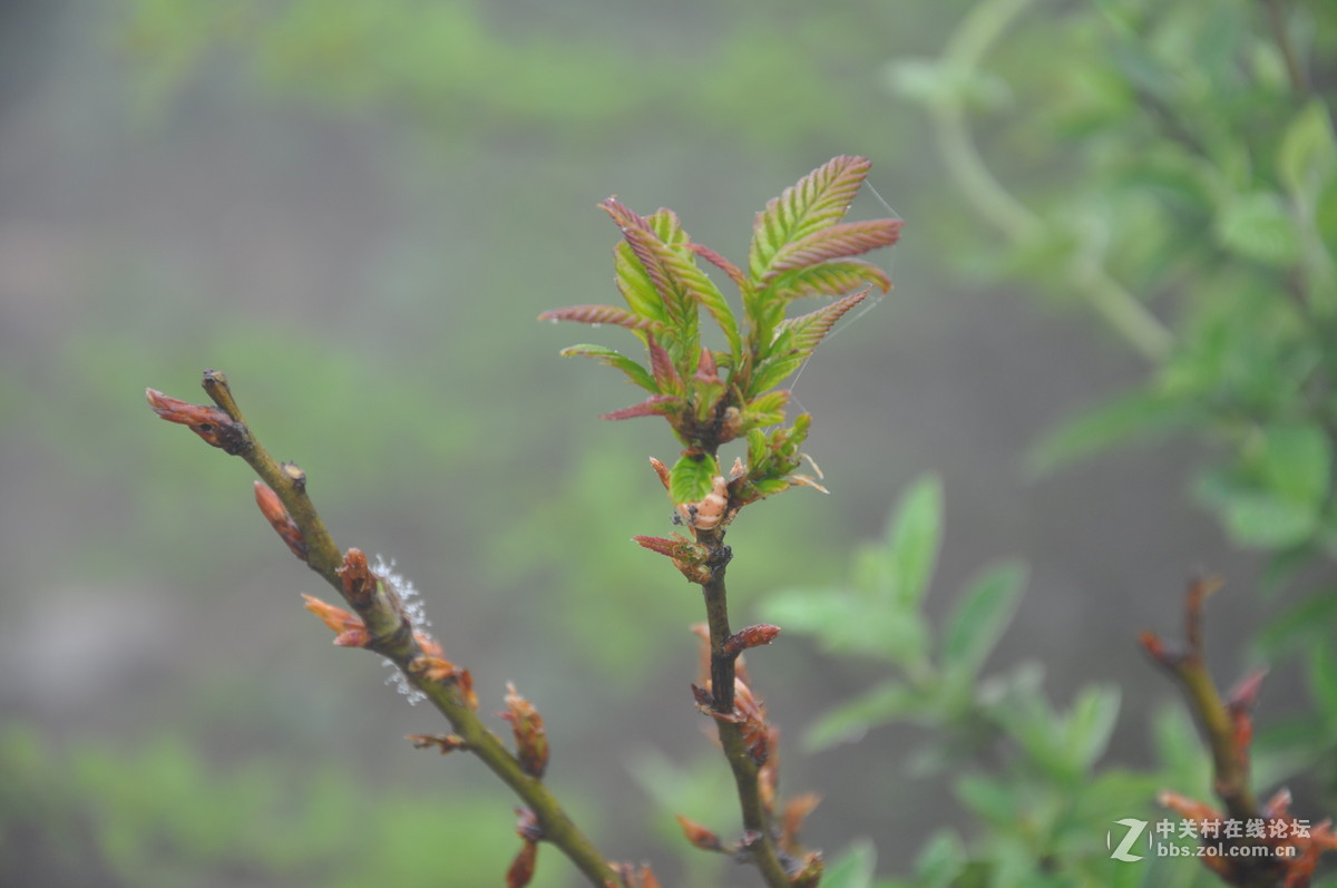 尼康D90加套头拍连云港云台上