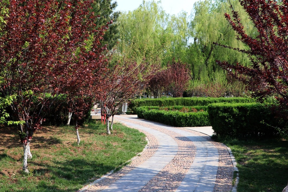 雨后初晴，梅花公园春意浓15P