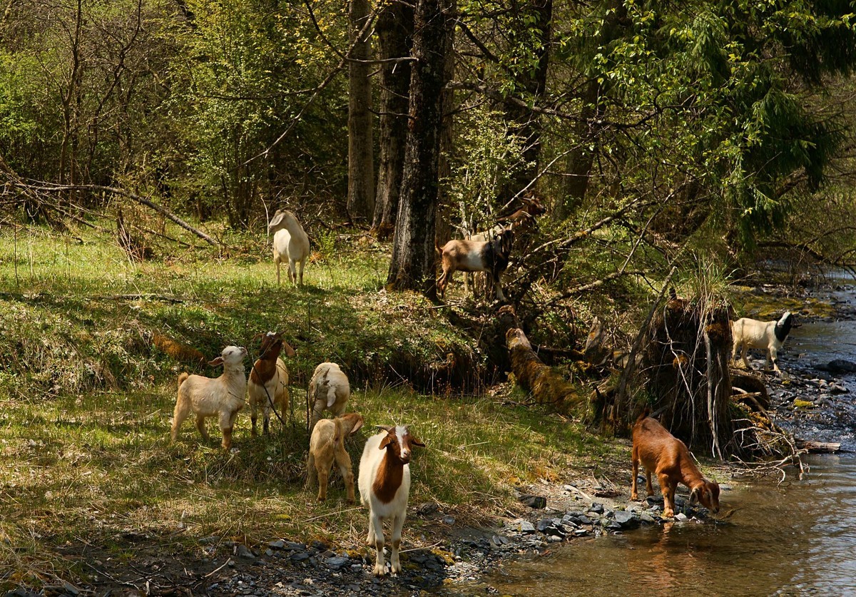 五月的雪山（四川毕棚沟）