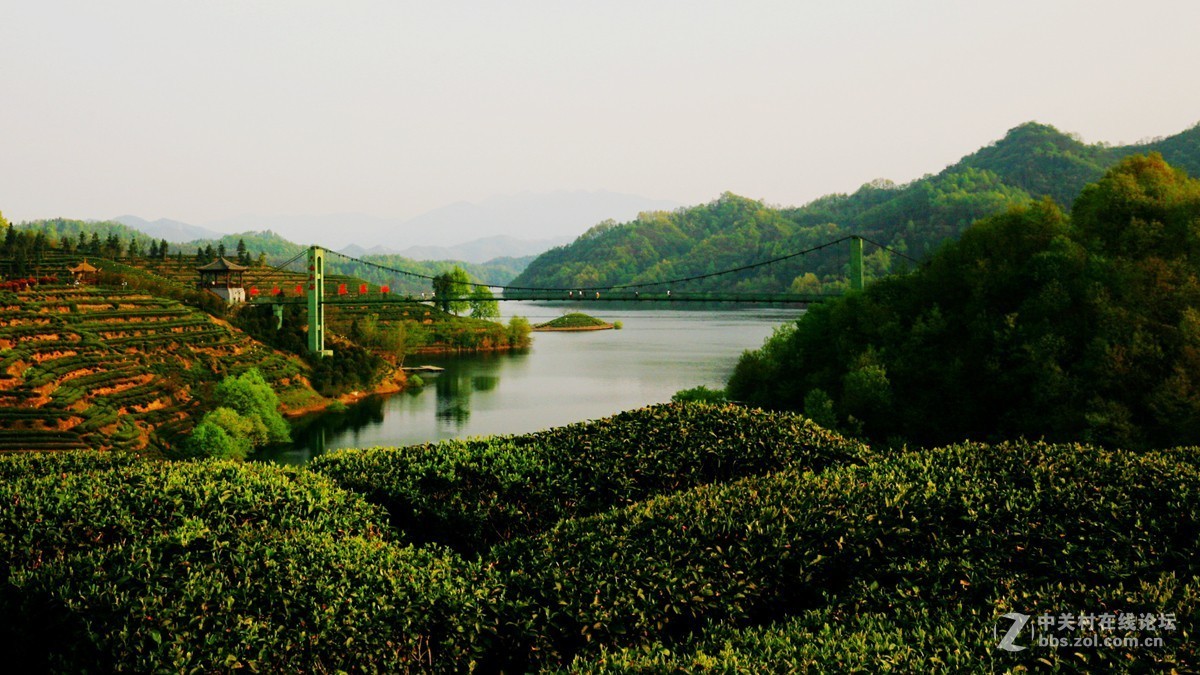 大别山茶叶谷网图片