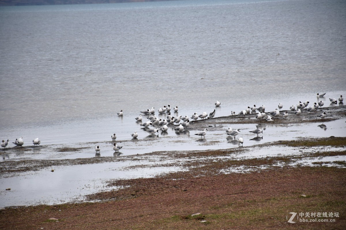 圣湖---玛旁雍错【续】