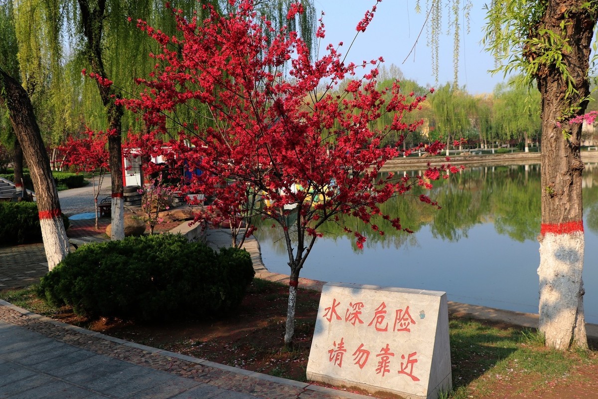 雨后初晴，梅花公园春意浓15P