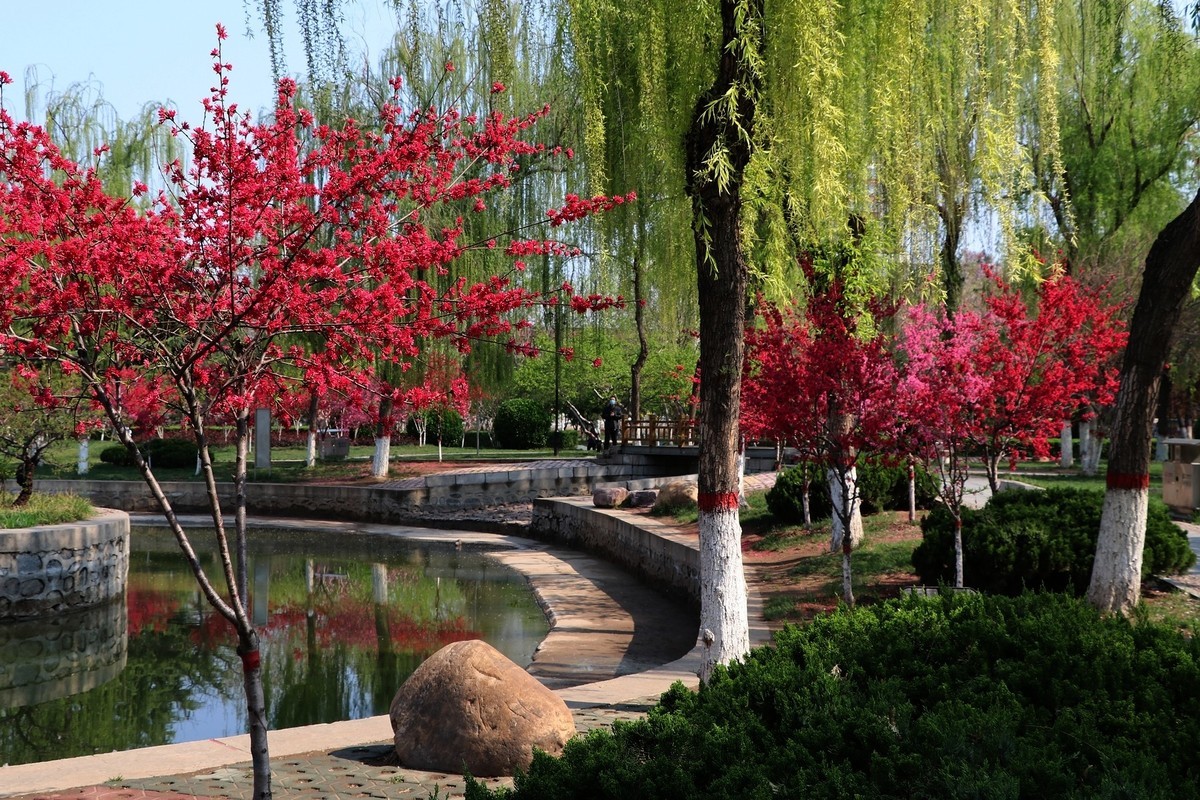 雨后初晴，梅花公园春意浓15P