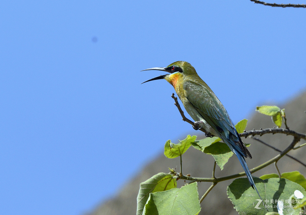 巧家栗喉蜂虎（蓝天版）