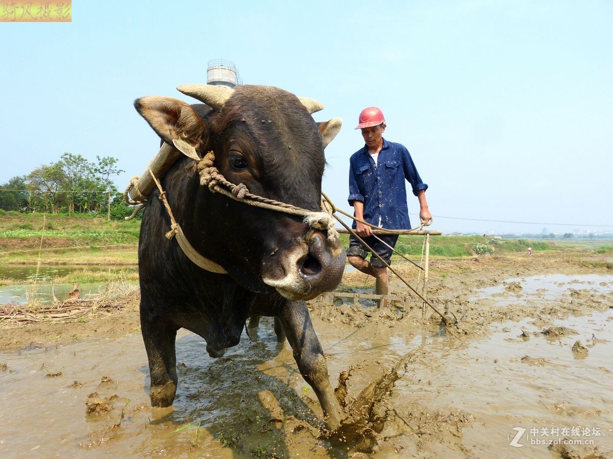 耙田的老农和耕牛