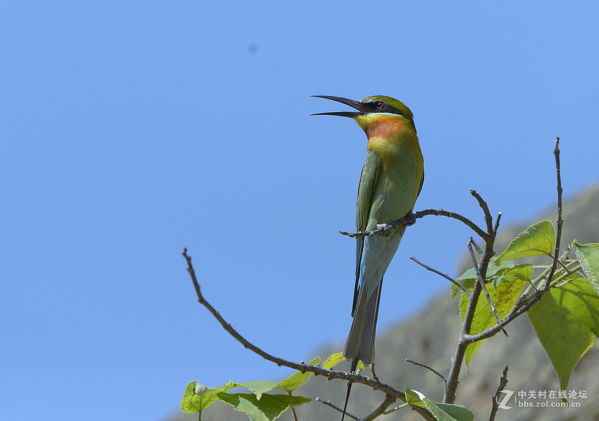 巧家栗喉蜂虎（蓝天版）