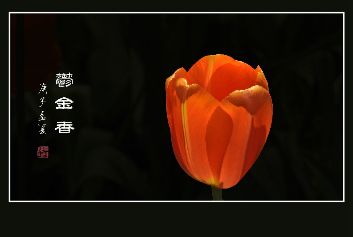 美丽多彩的郁金香