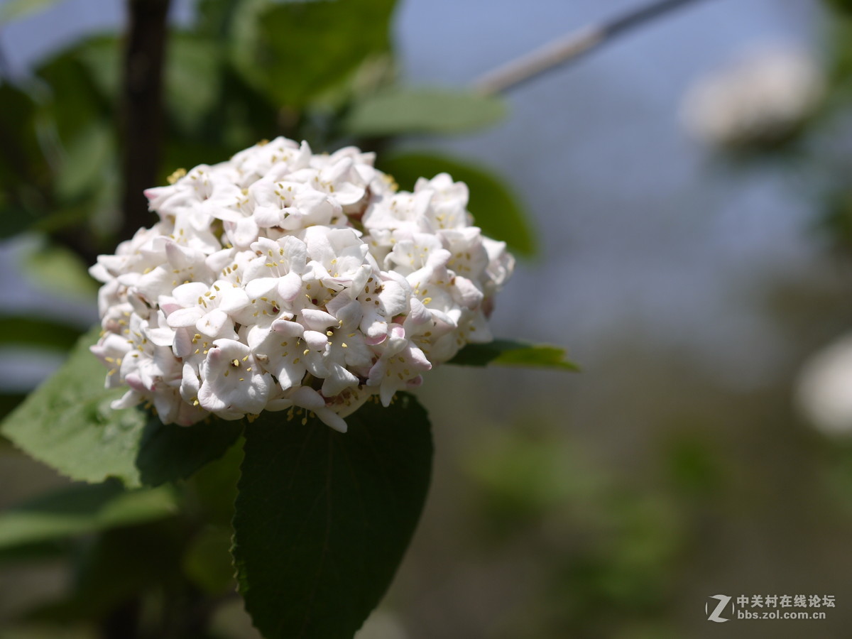 GF2+45 f1.8上海植物园