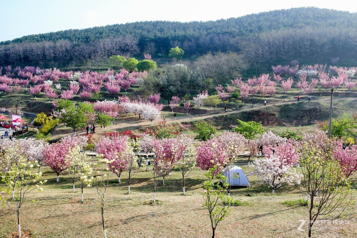 旅順203櫻花園隨拍