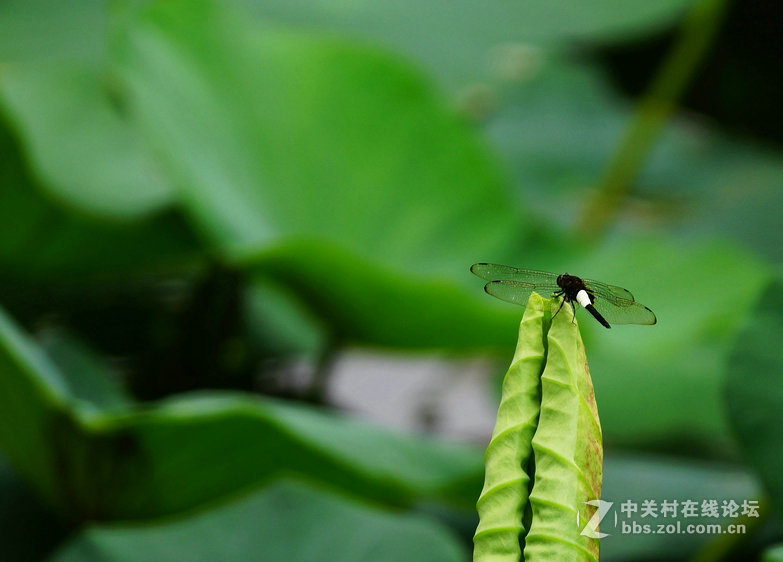 荷蜓十片
