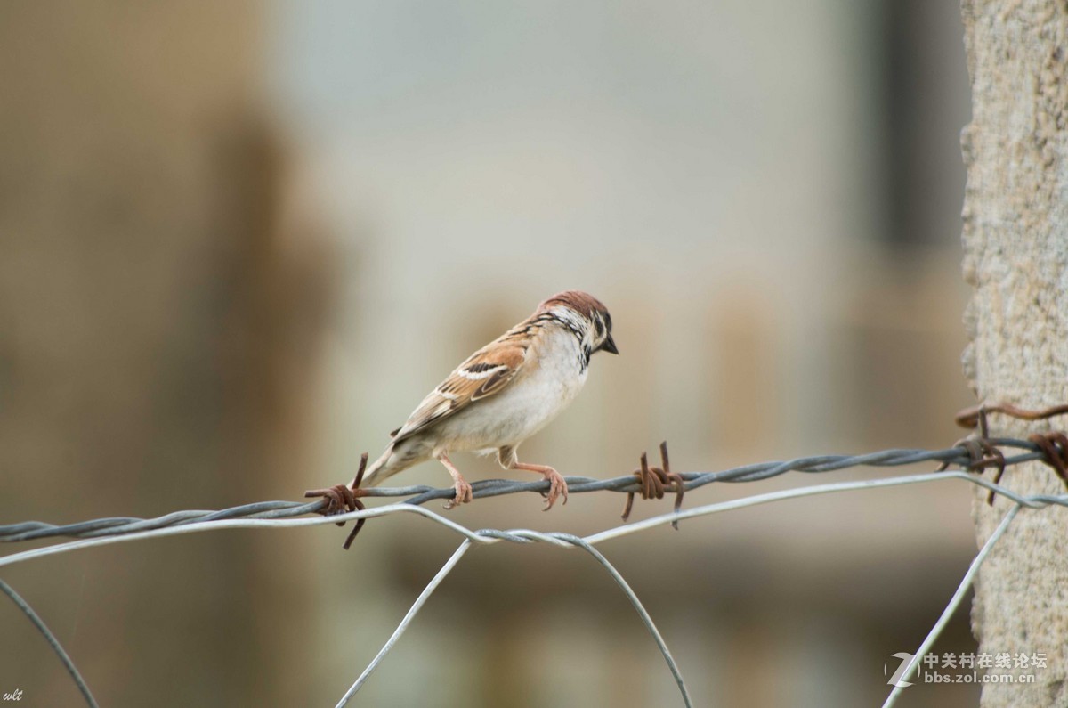 新入手的553，试镜