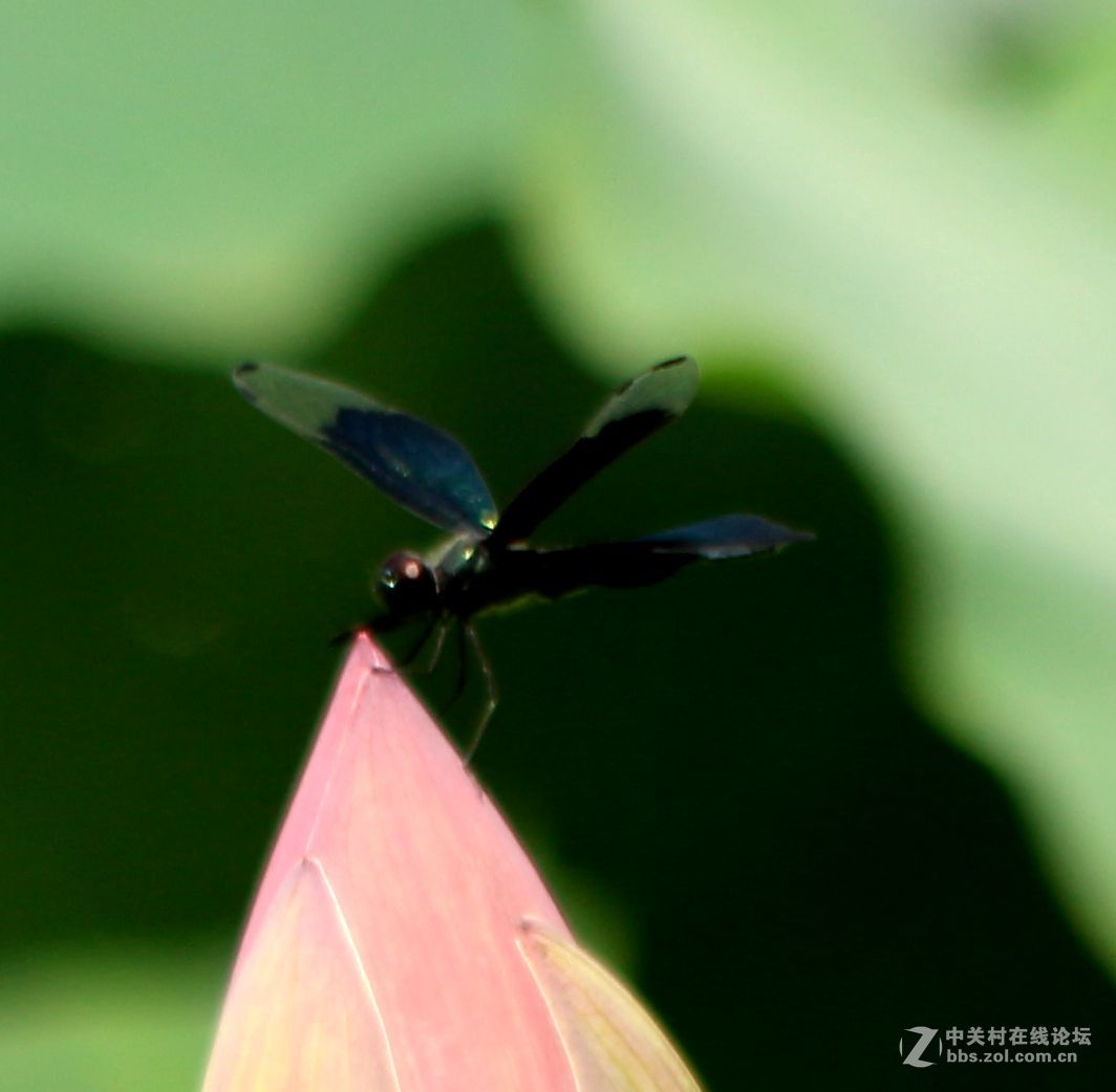 黑青蜓，好友分享。