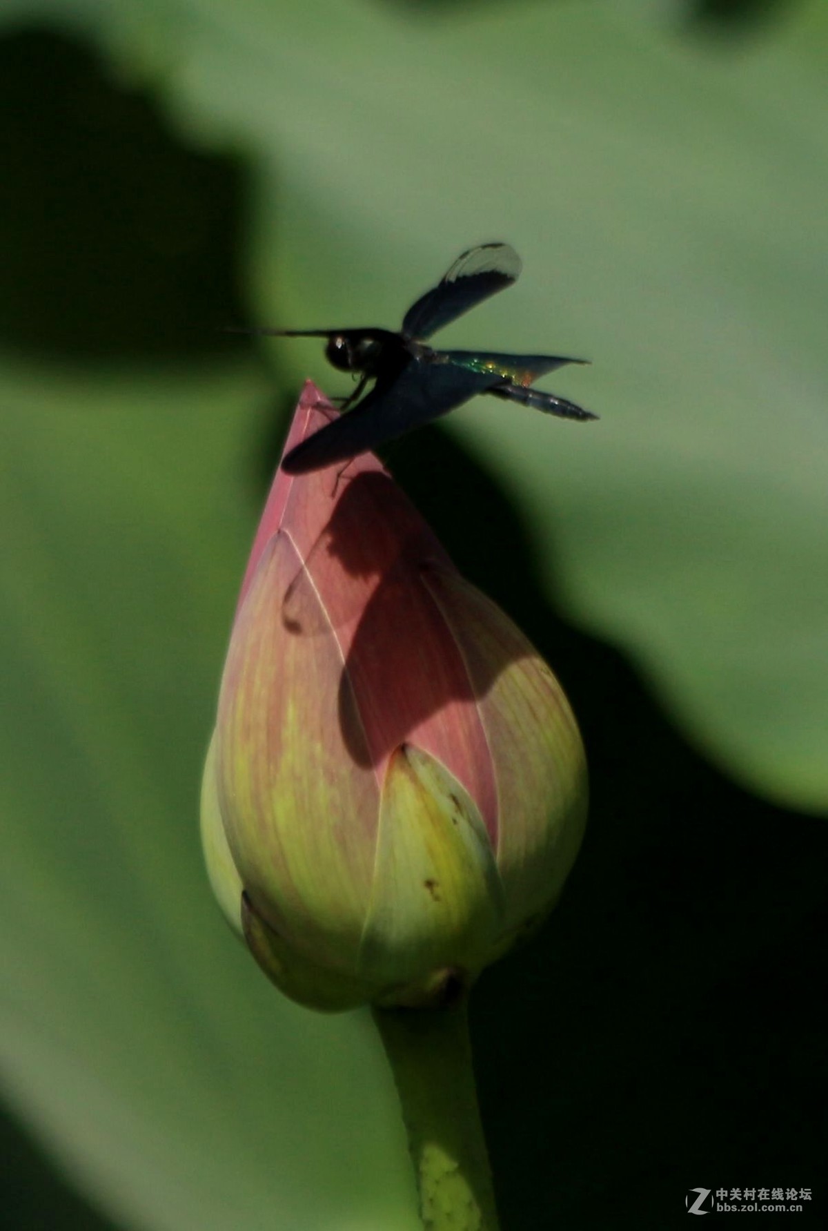 黑青蜓，好友分享。