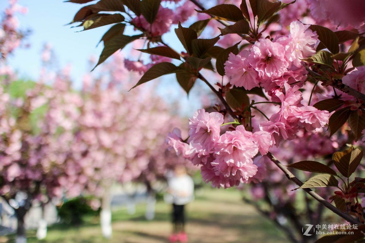 旅顺203樱花园随拍