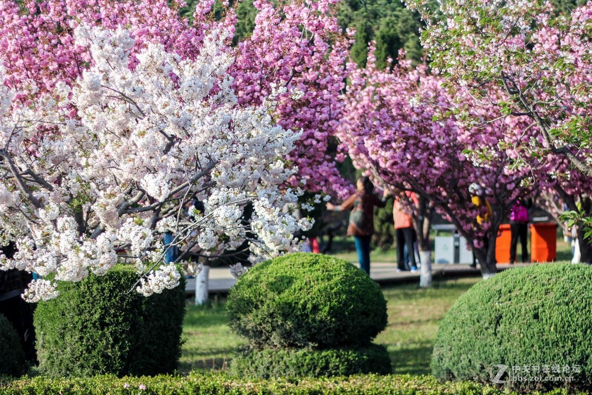 旅順203櫻花園隨拍