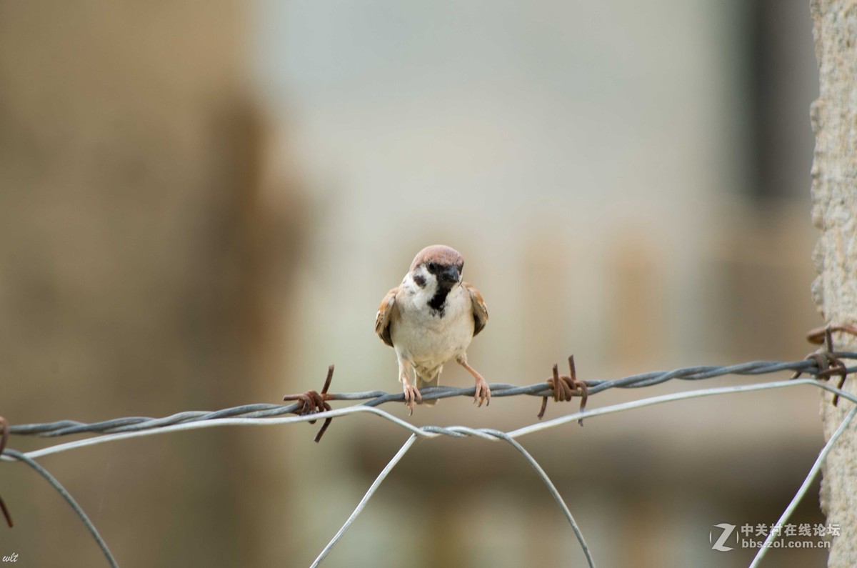 新入手的553，试镜