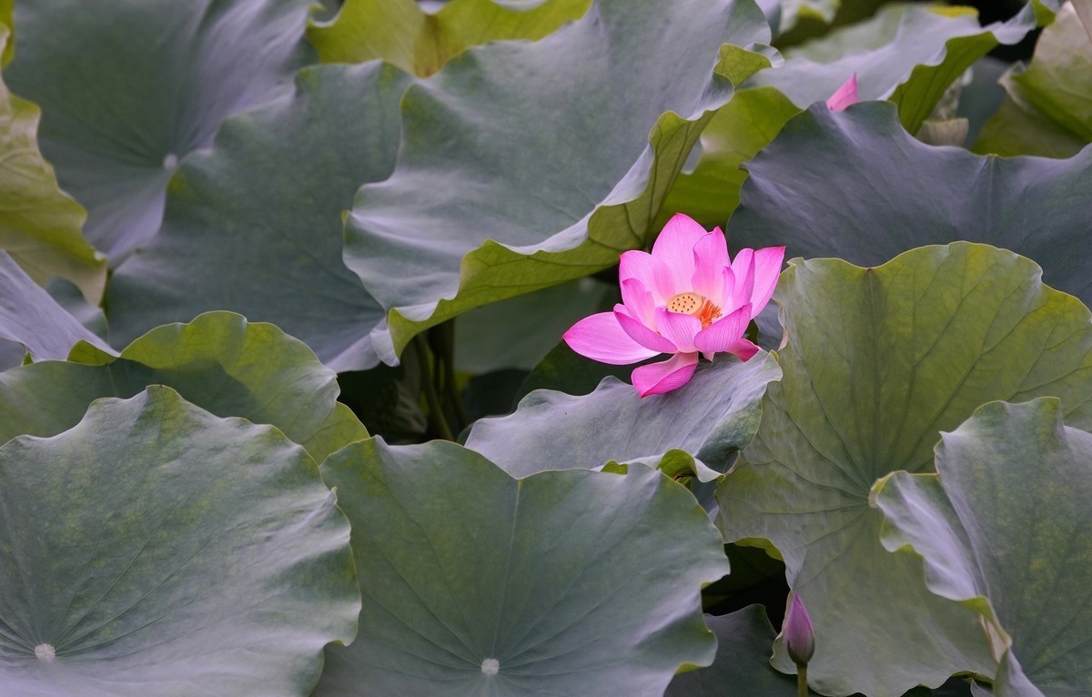 交大荷花