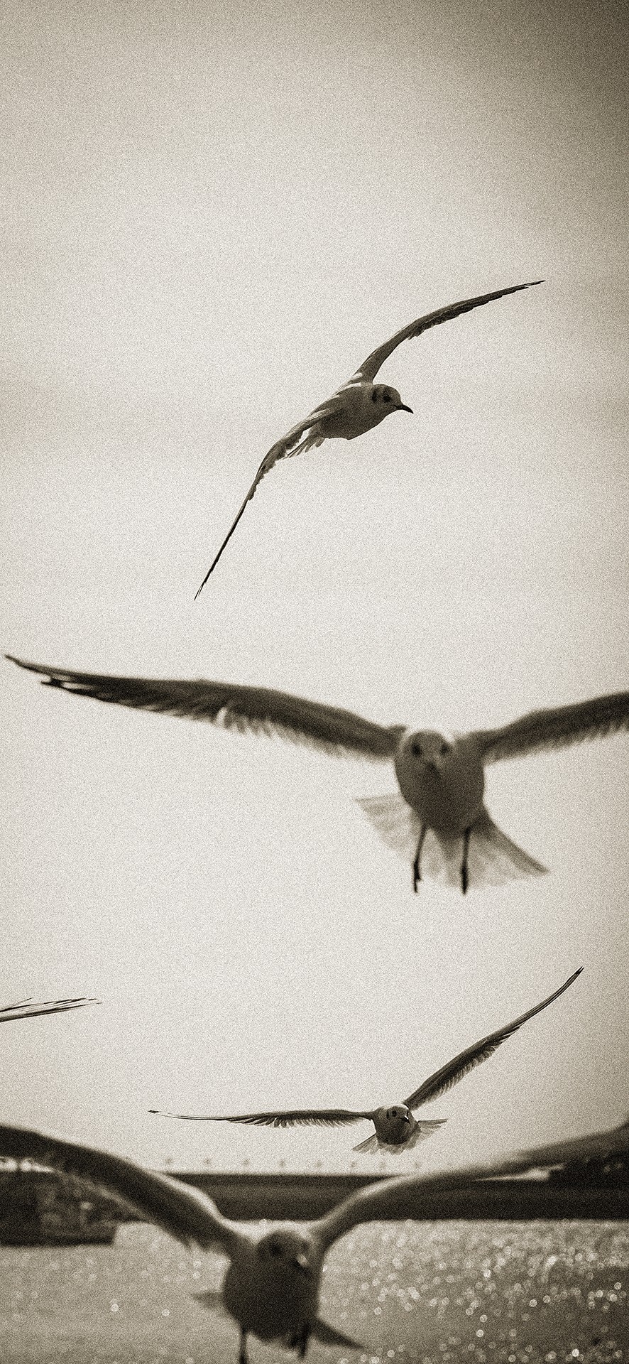 【罗兵】自由的精灵