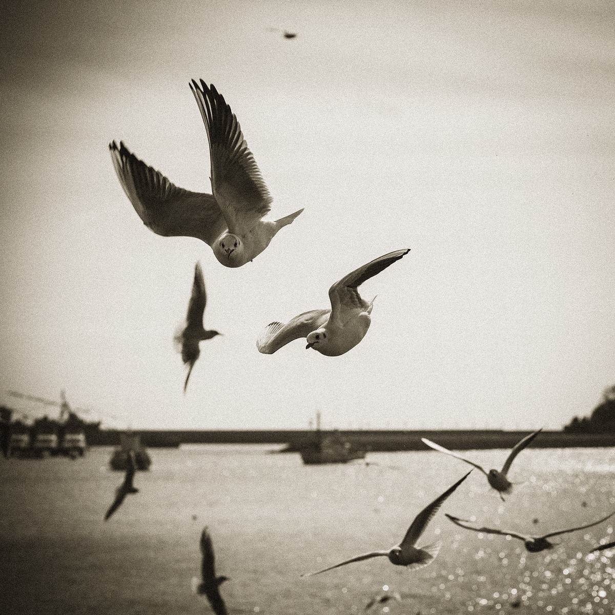 【罗兵】自由的精灵