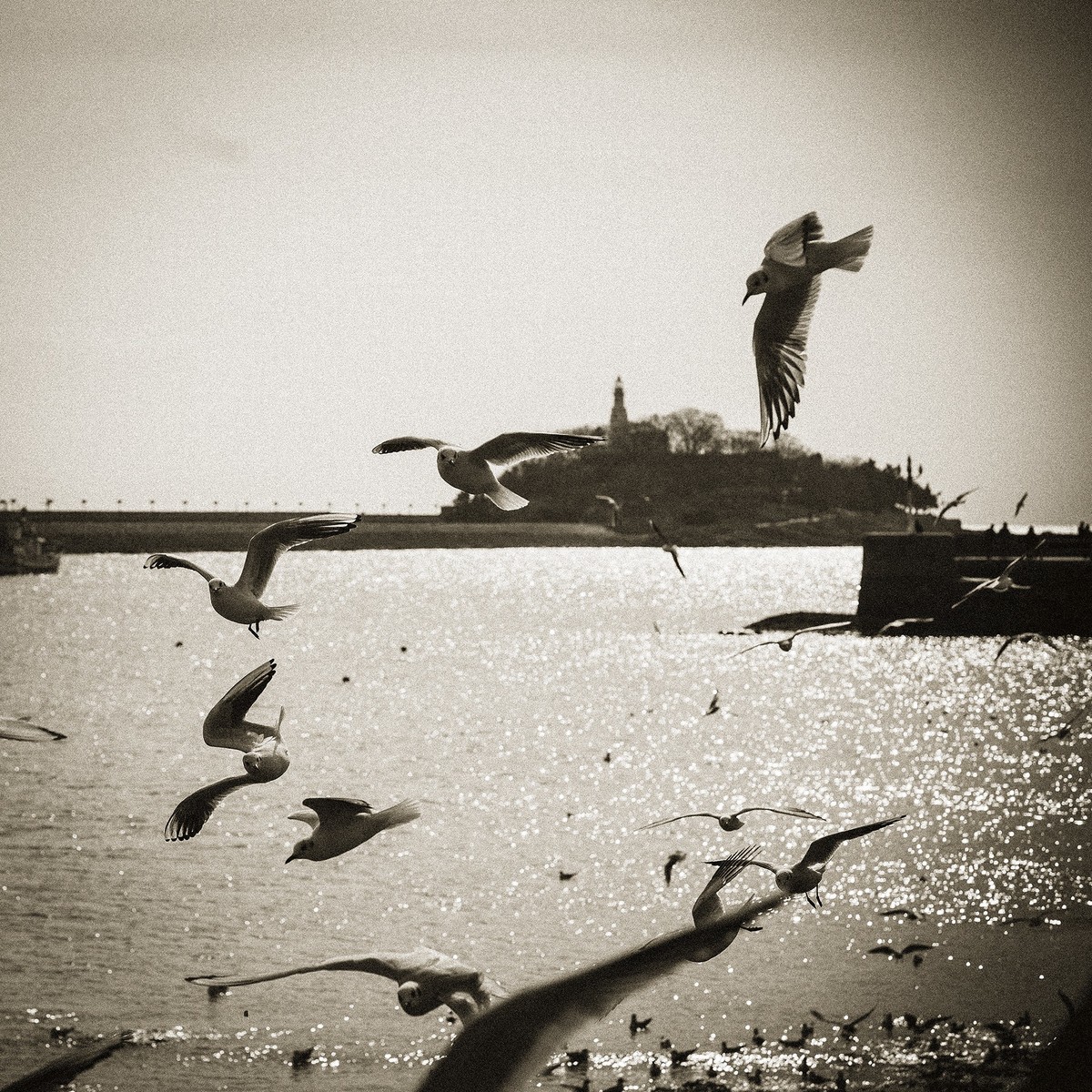 【罗兵】自由的精灵