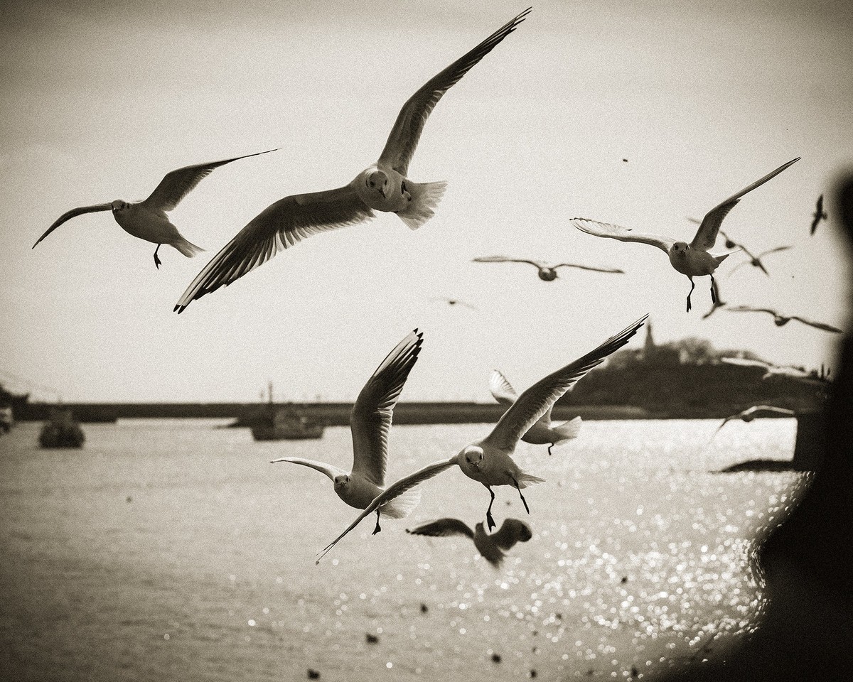 【罗兵】自由的精灵