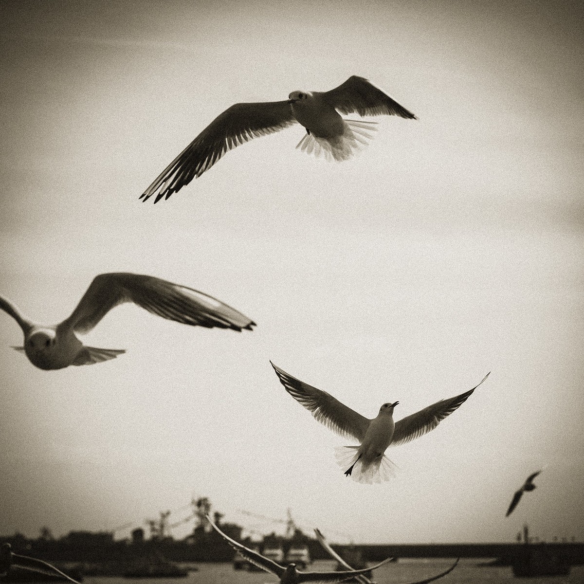 【罗兵】自由的精灵