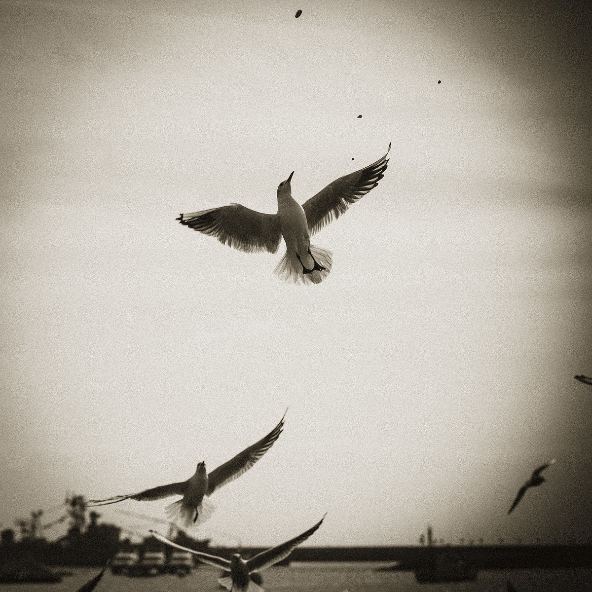 【罗兵】自由的精灵