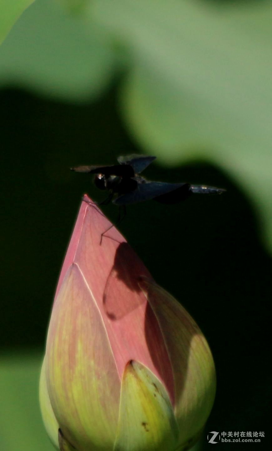 黑青蜓，好友分享。