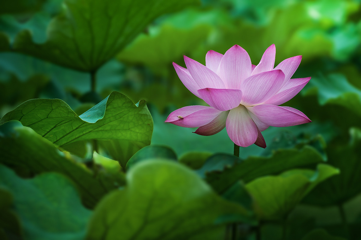 漂亮荷花