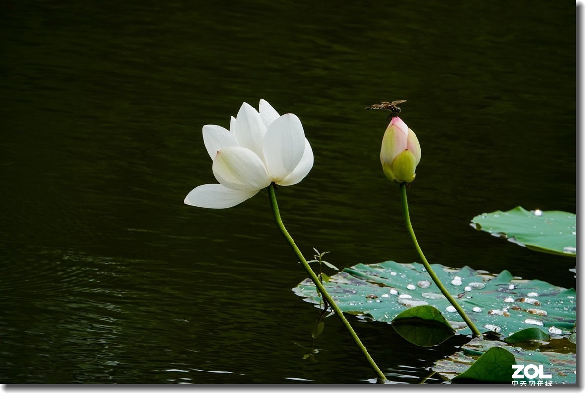 荷花小影