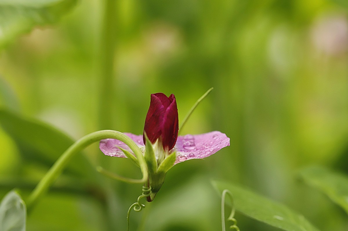 初春豌豆花散发阵阵清香