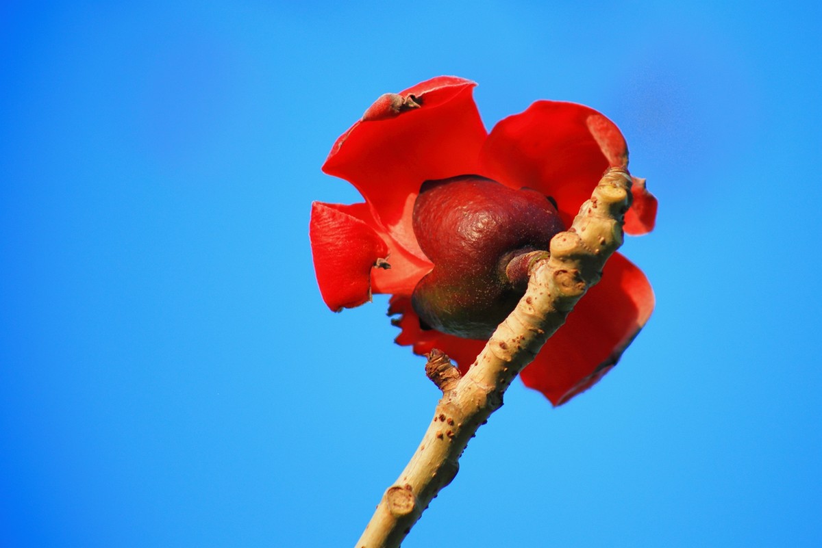 试拍廉价远摄镜头，效果喜出望外