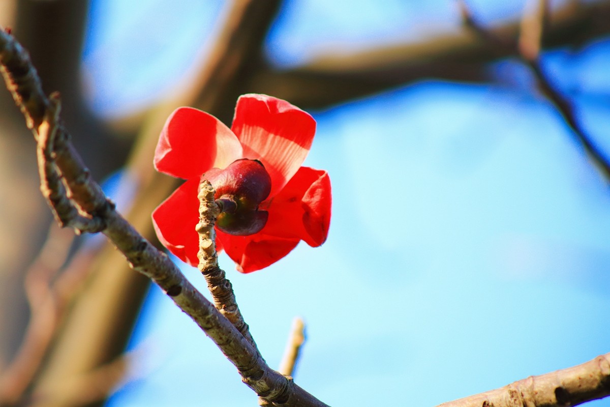 试拍廉价远摄镜头，效果喜出望外