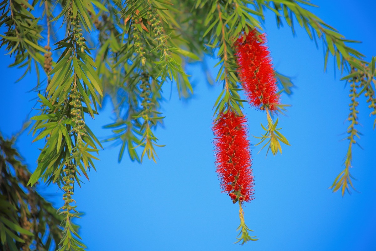试拍廉价远摄镜头，效果喜出望外