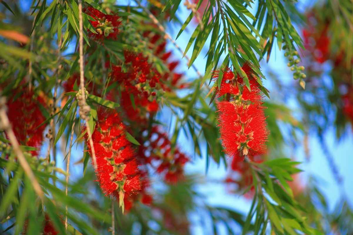 试拍廉价远摄镜头，效果喜出望外