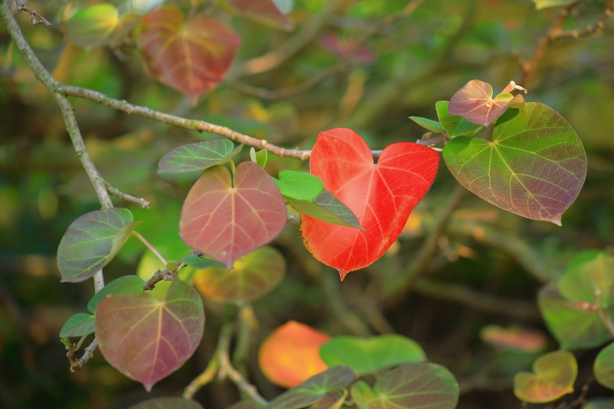 试拍廉价远摄镜头，效果喜出望外