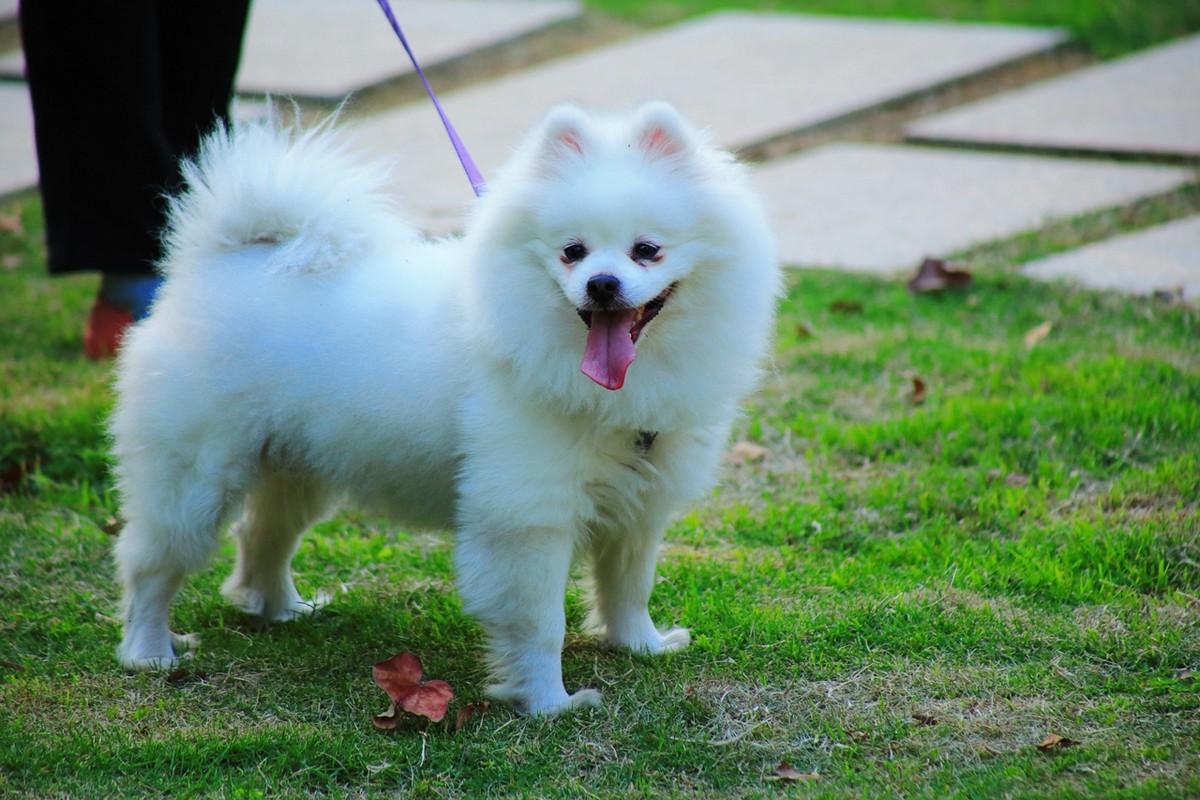 试拍廉价远摄镜头，效果喜出望外