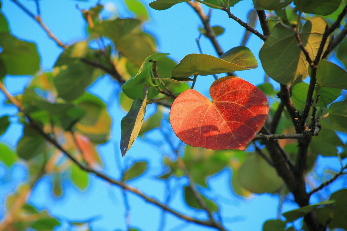 试拍廉价远摄镜头，效果喜出望外