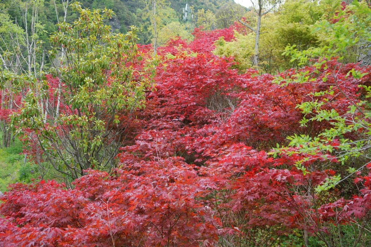 五月的红叶